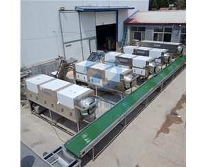 新早豐新疆核桃仁去皮機 價格視頻